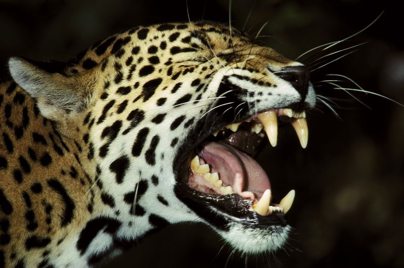 Jaguars Have the Most Powerful Bite of Any Big Cat