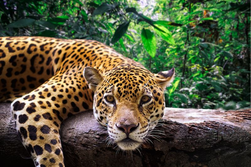 Jaguars are the same as leopards