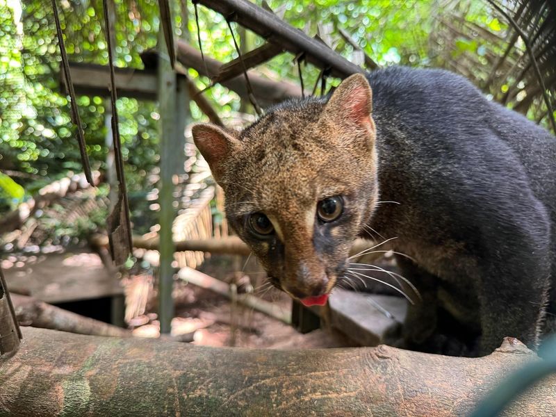 Jaguarundi