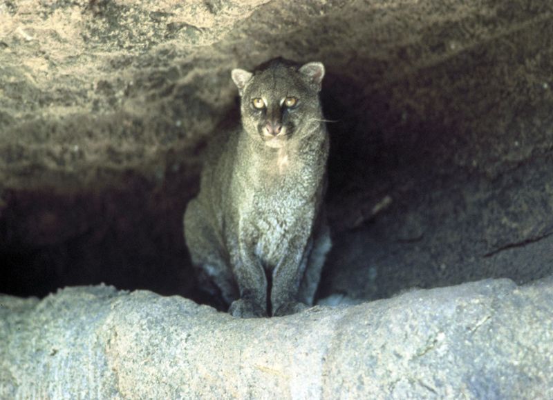 Jaguarundi (Herpailurus yagouaroundi) - Desert
