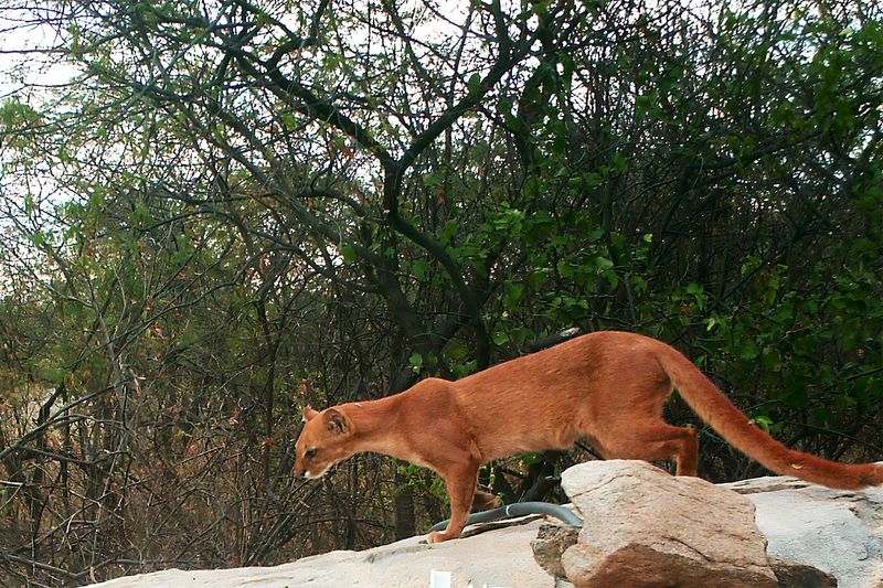 Jaguarundi (Herpailurus yagouaroundi)