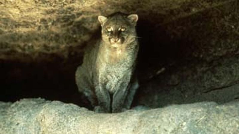 Jaguarundi Resurgence in Texas