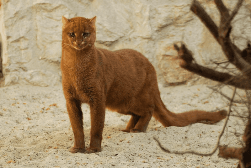 Jaguarundi