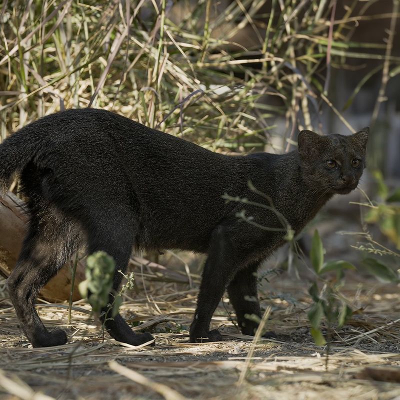 Jaguarundis: The Oddball Daylight Hunters