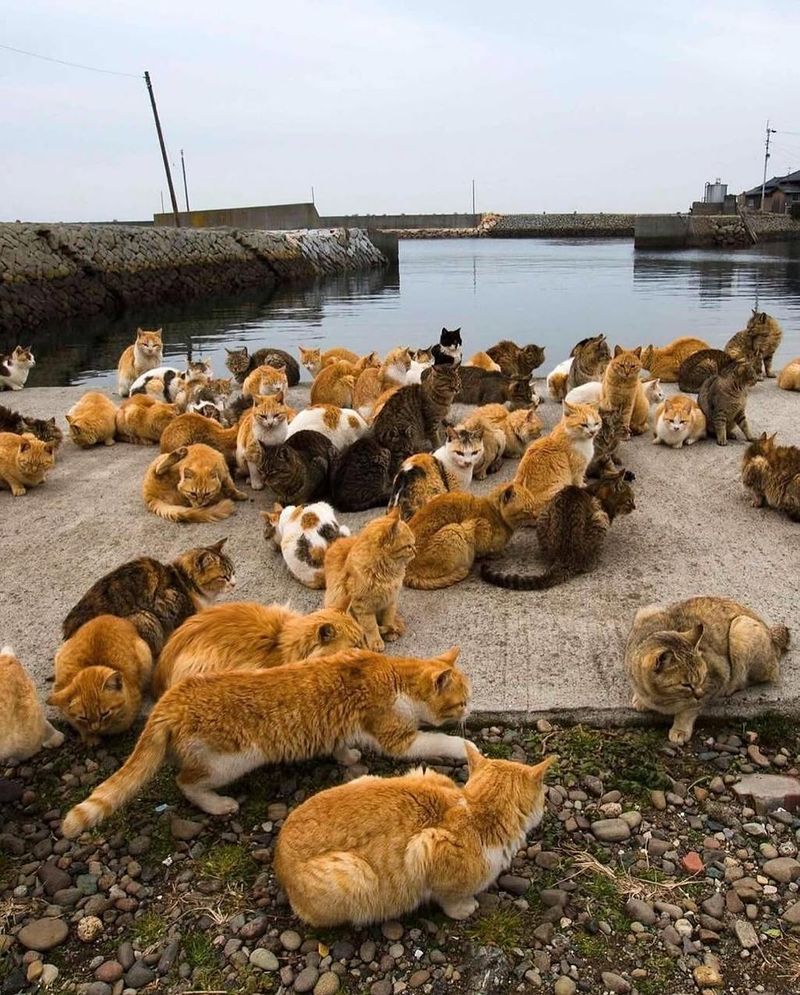 Japan's Cat Islands