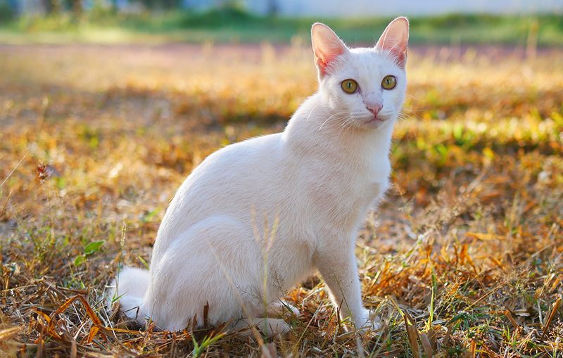 Japanese Bobtail