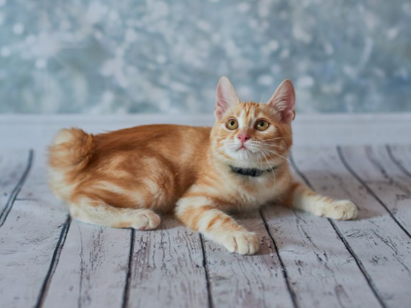 Japanese Bobtail