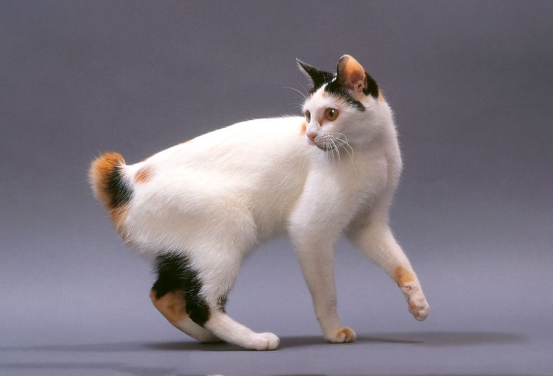 Japanese Bobtail: Bunny-Like Tail