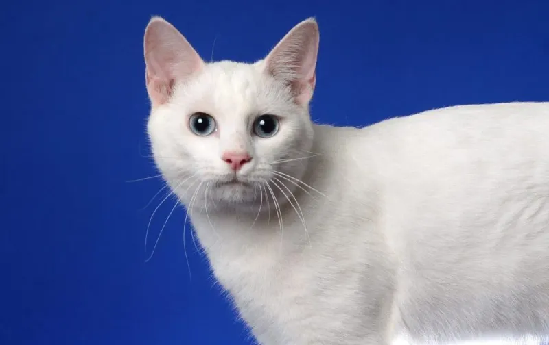 Japanese Bobtail