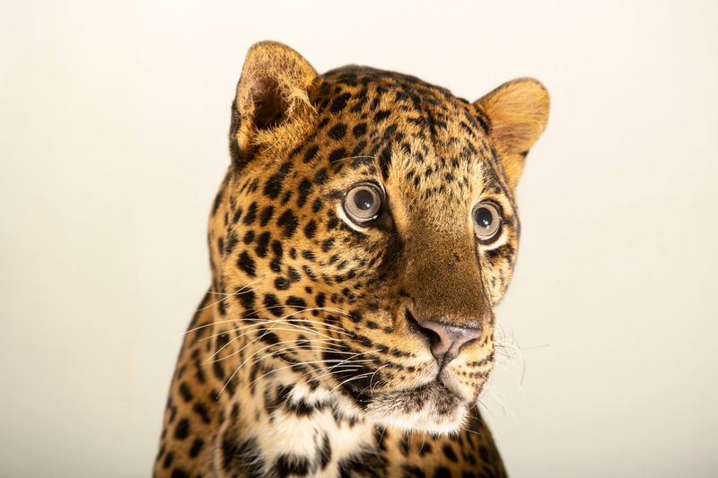 Javan Leopard (Panthera pardus melas)