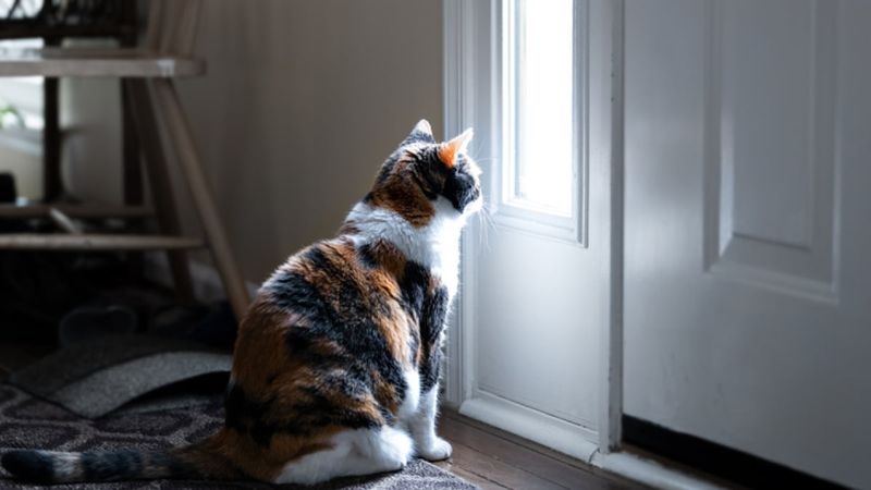 Judgmental Stare-Down