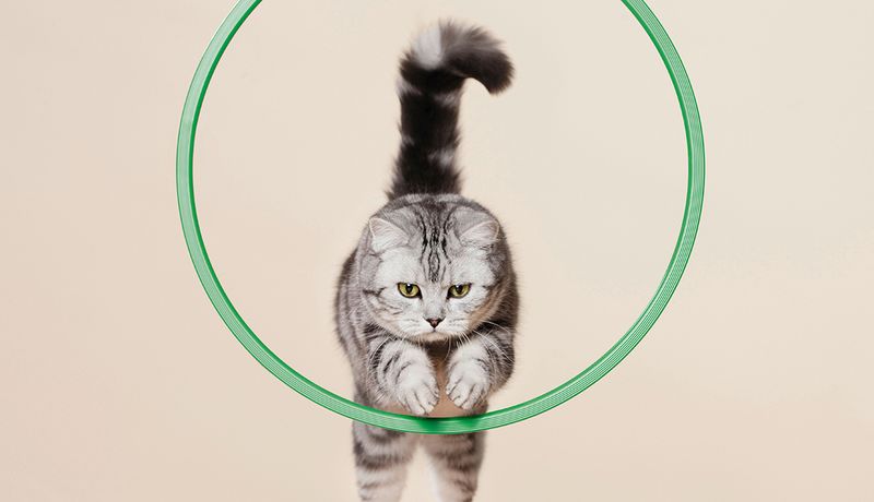 Jump Through a Hoop