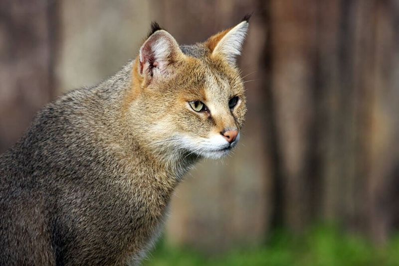 Jungle Cat