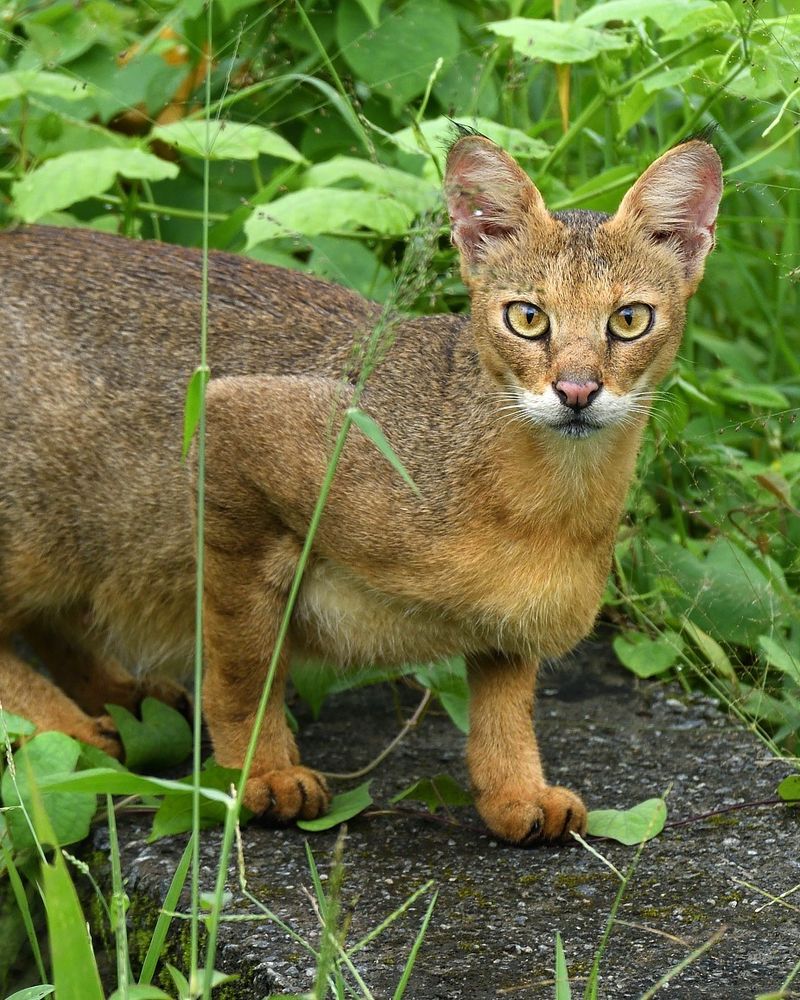Jungle Cat