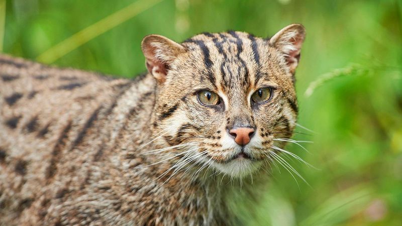 Jungle Cat (Felis chaus)