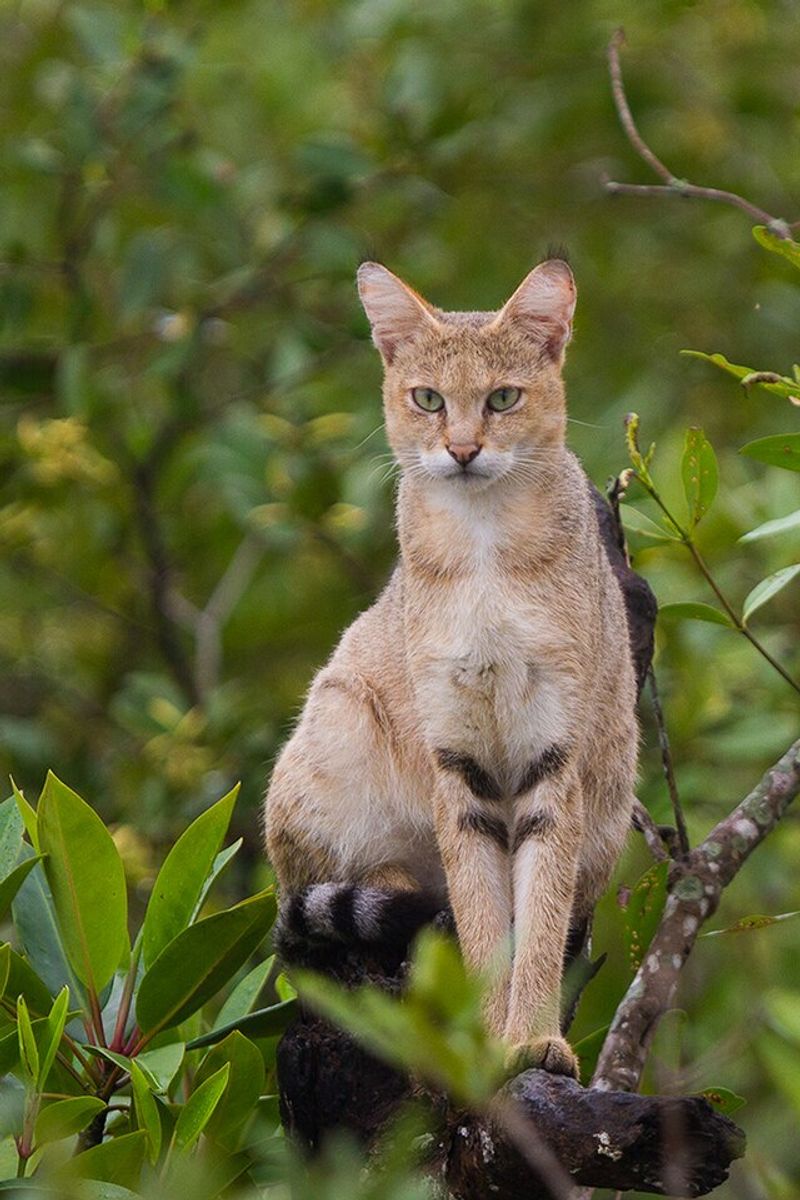 Jungle Cat