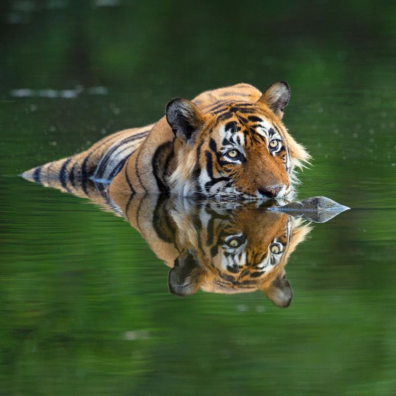 Jungle Surfers: Tigers Love The Water