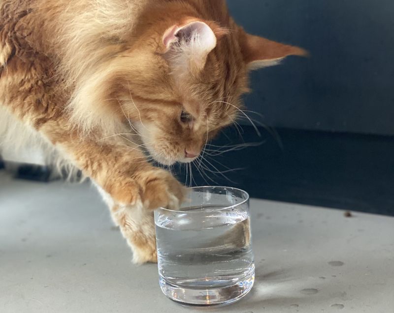 Keep Bowls Away from Litter & Food