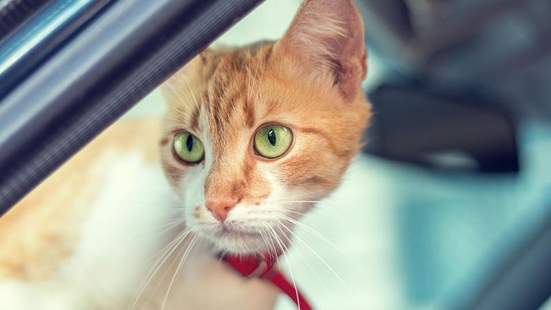 Keep Your Cat's Routine