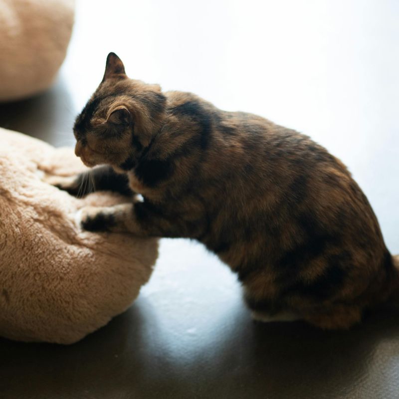 Kneading Dough on Your Lap