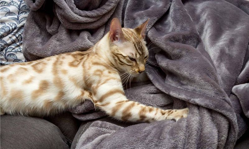 Kneading Paws of Contentment