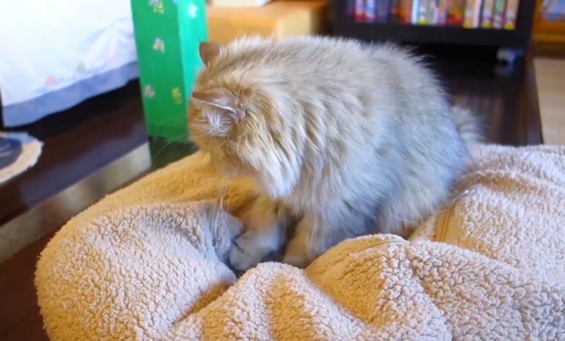 Kneading Rituals