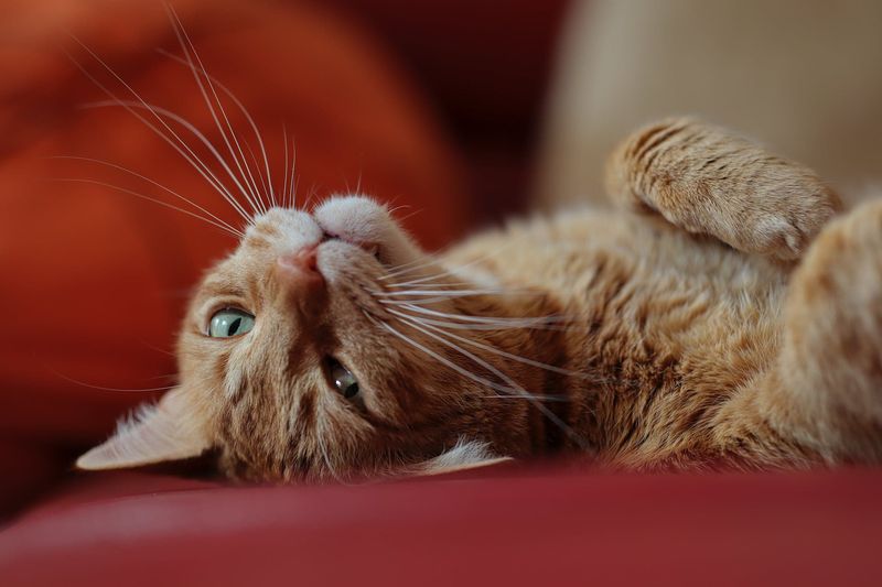 Kneading Your Lap During Anxiety