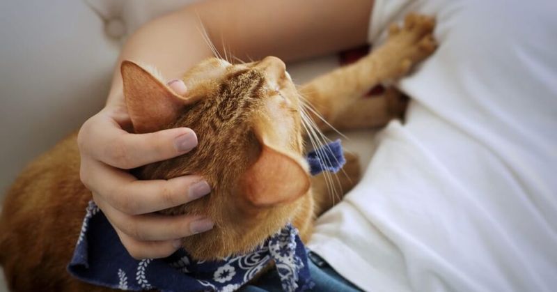 Kneading Your Lap Like Dough