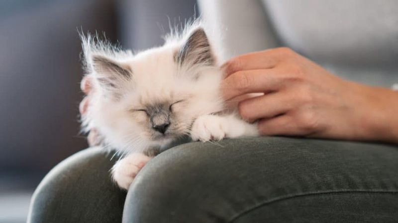 Kneading Your Lap Like Dough