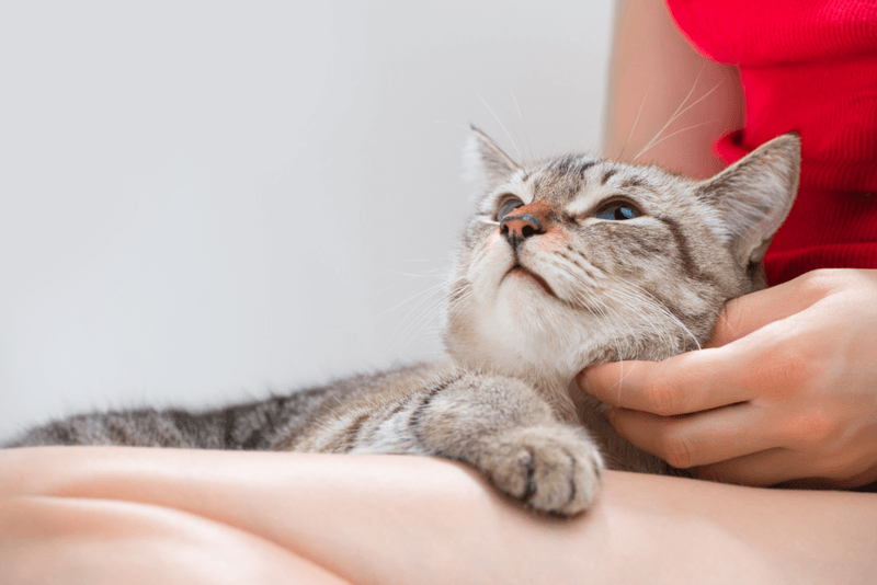 Kneading Your Lap Shows Childhood Comfort