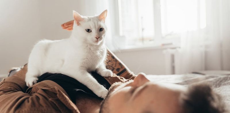 Kneading Your Lap with Her Paws