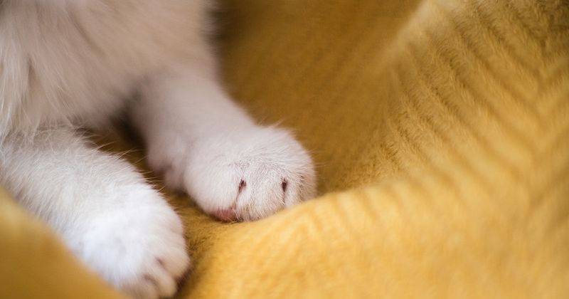 Kneading with Their Paws