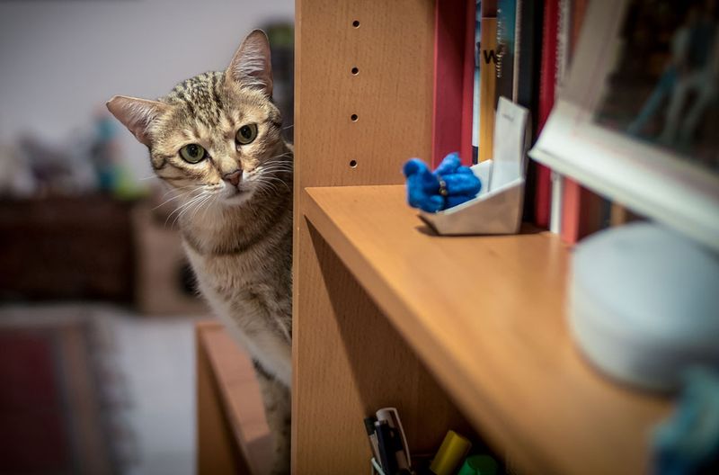 Knocking Things Off Shelves