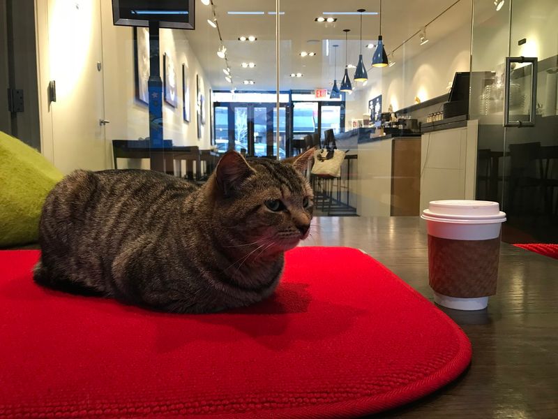 Koneko – New York City, New York