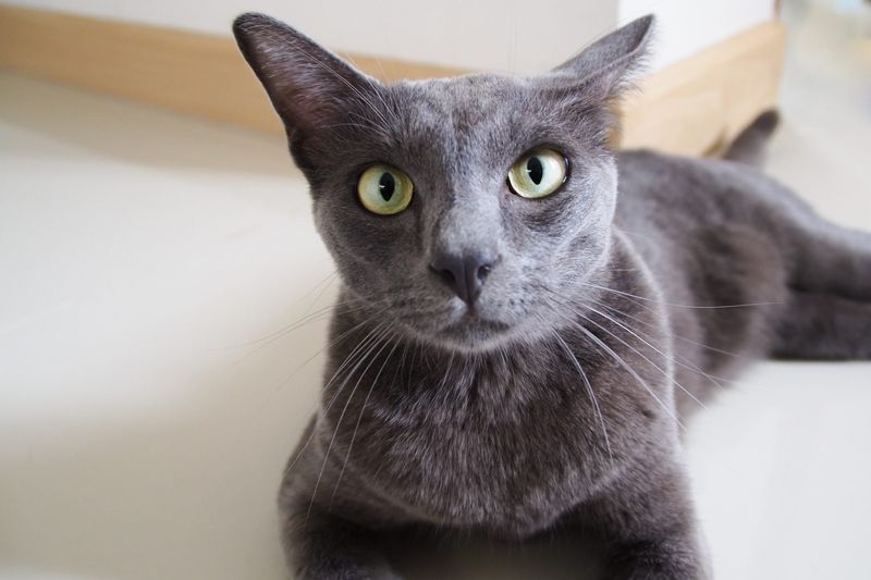 Korat