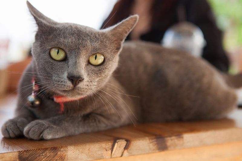 Korat