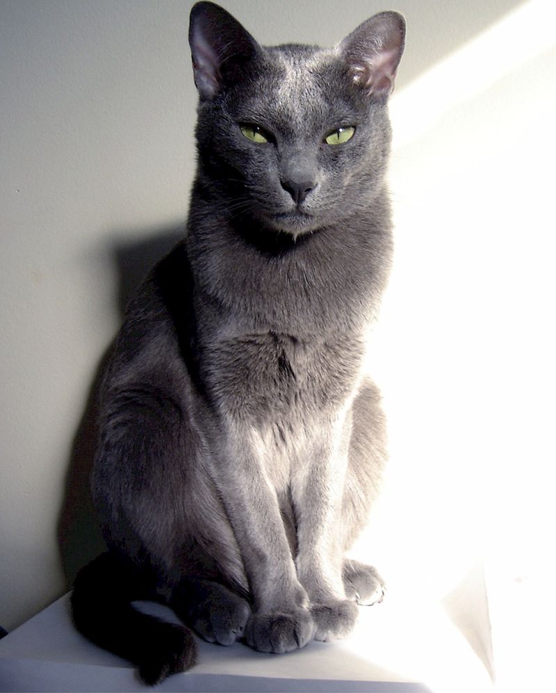 Korat