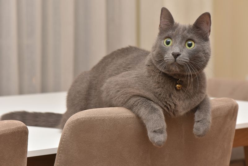 Korat