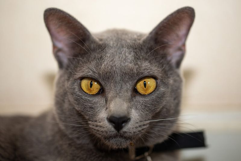 Korat