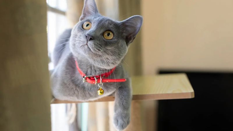 Korat