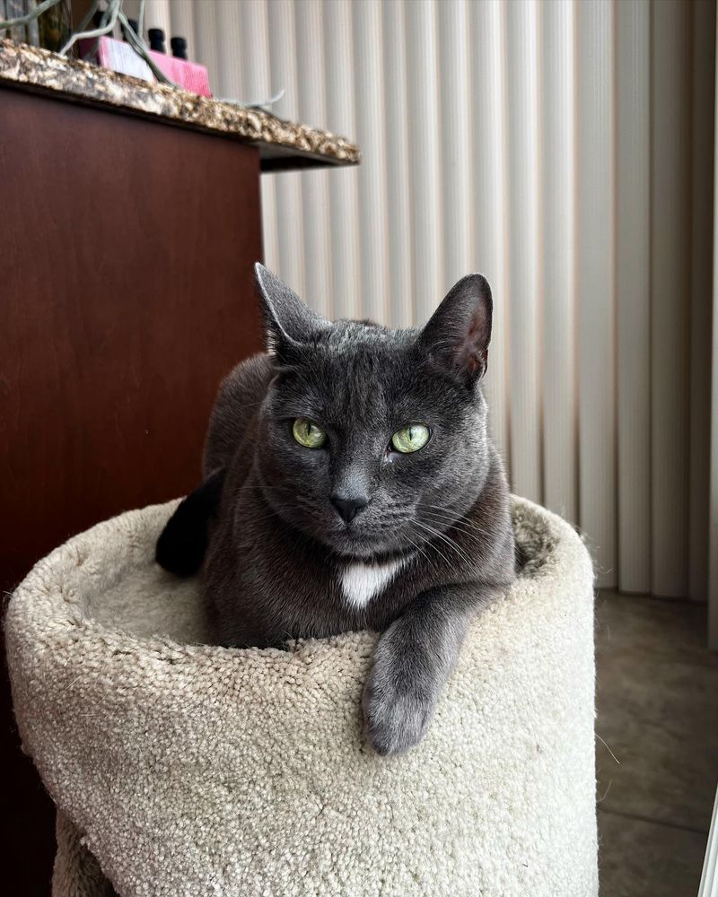 Korat: Silver-Blue Good Luck Charms