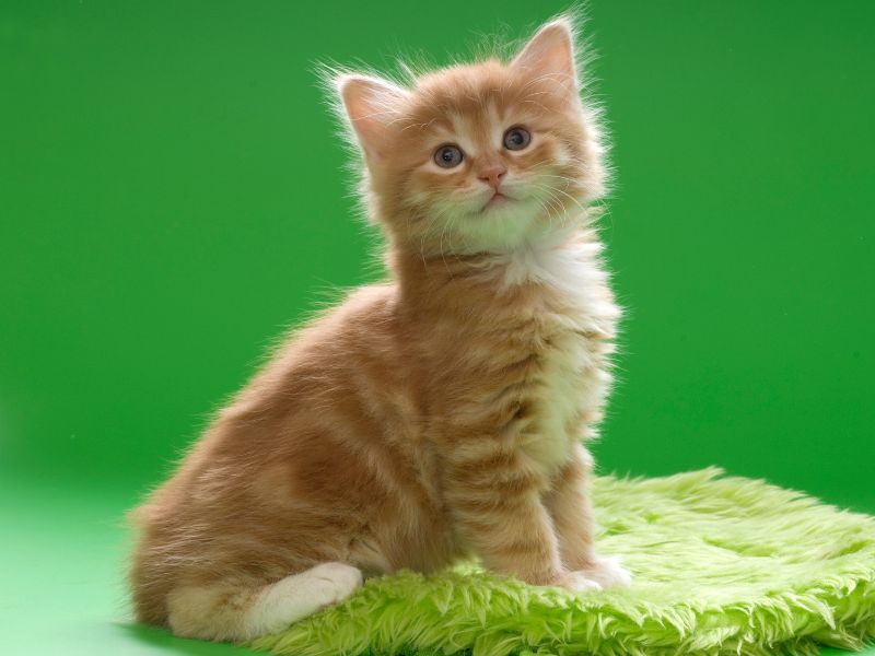 Kurilian Bobtail