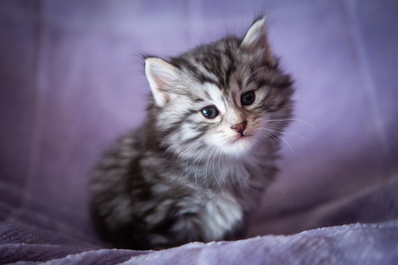 Kurilian Bobtail