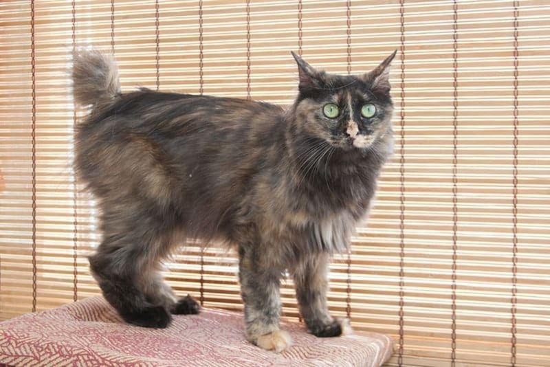 Kurilian Bobtail