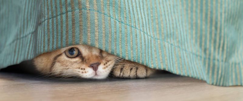 Lack of Hiding Spots
