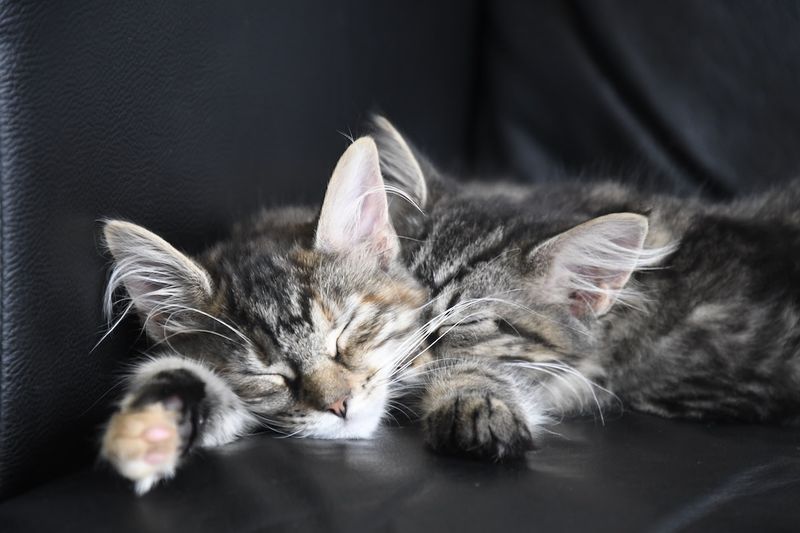 Laid-Back Maine Coons