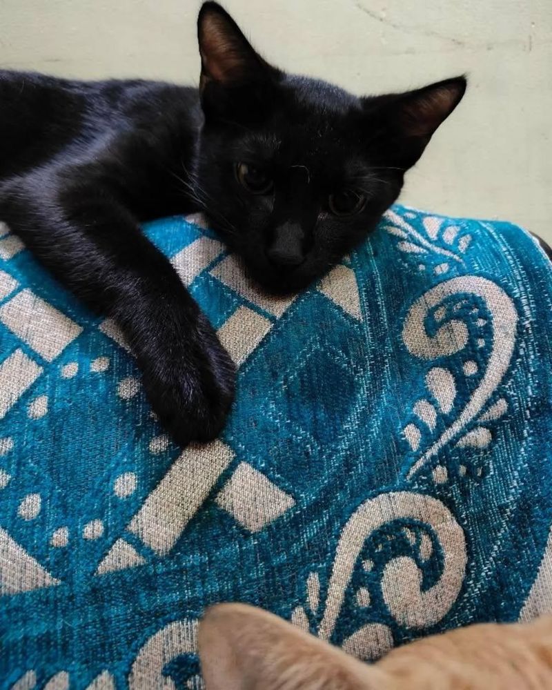 Lap Cats Extraordinaire: Their Affectionate Nature