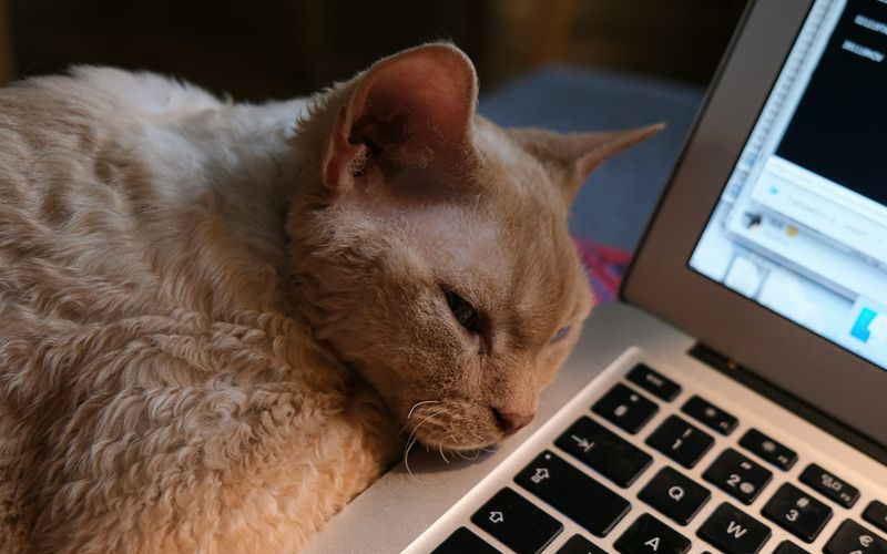 Laptop Keyboard