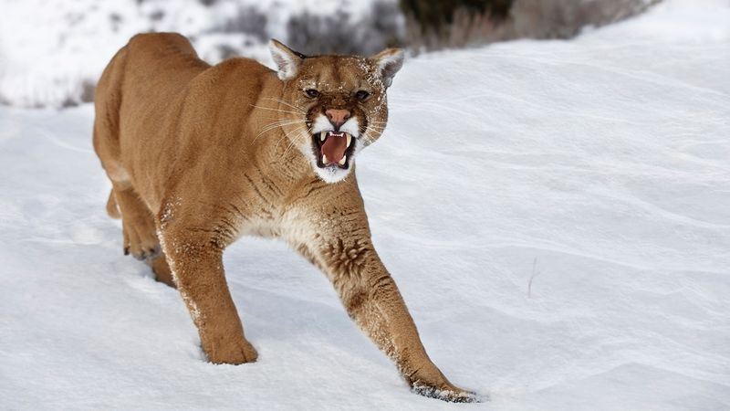 Large Wild Cats