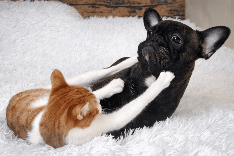 Larger Dogs